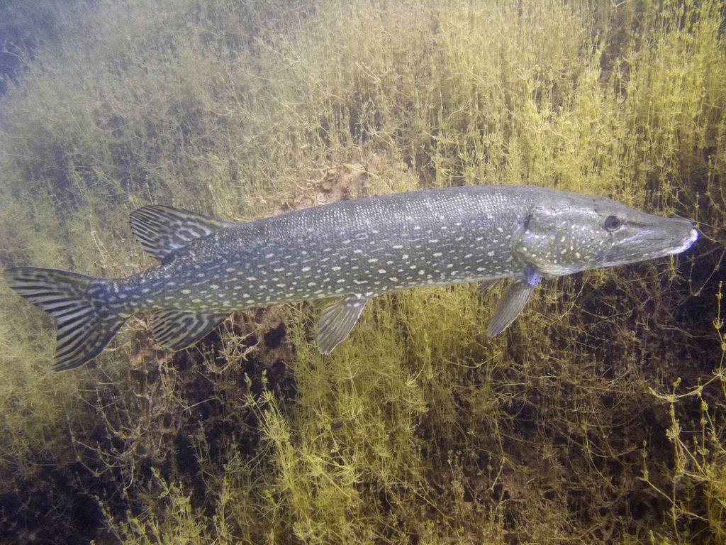 Pike