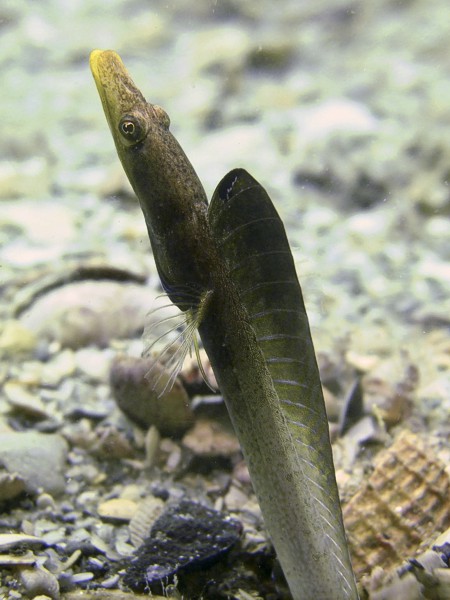 pikeblenny0912061