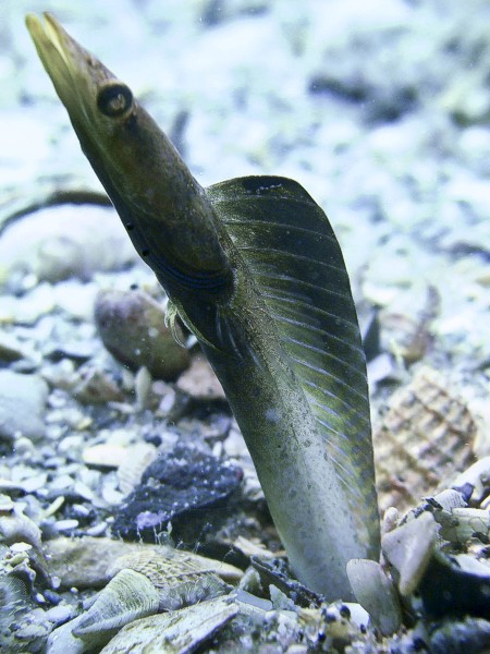 pikeblenny0912062