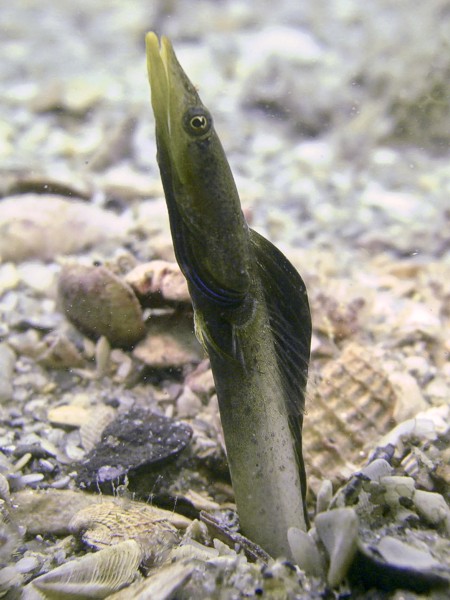 pikeblenny0912063