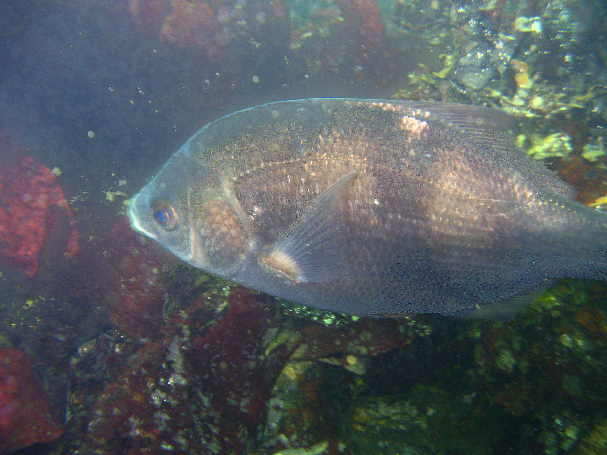 Pile perch (Rhacochilus vacca)