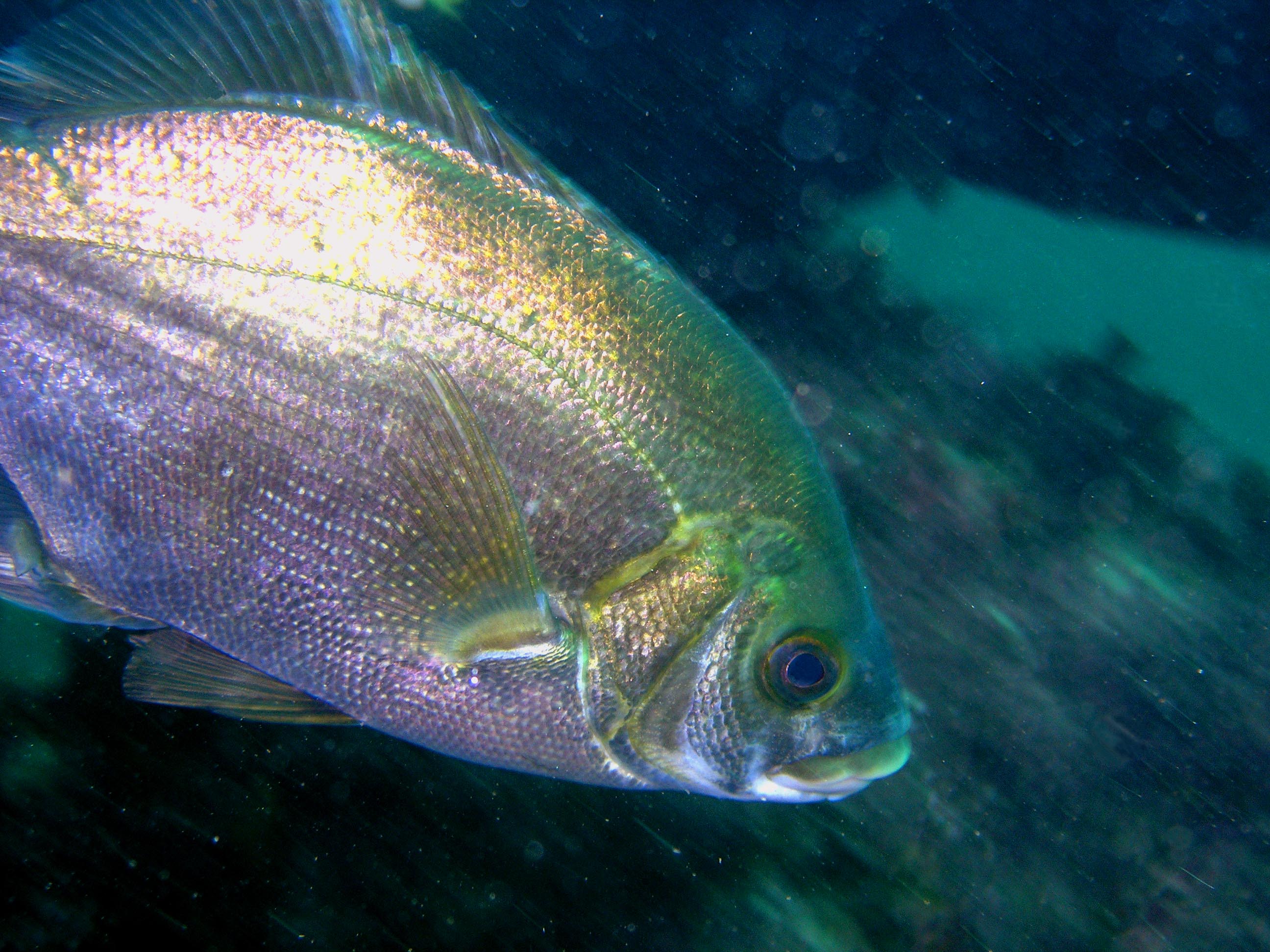 Pile Surf Perch