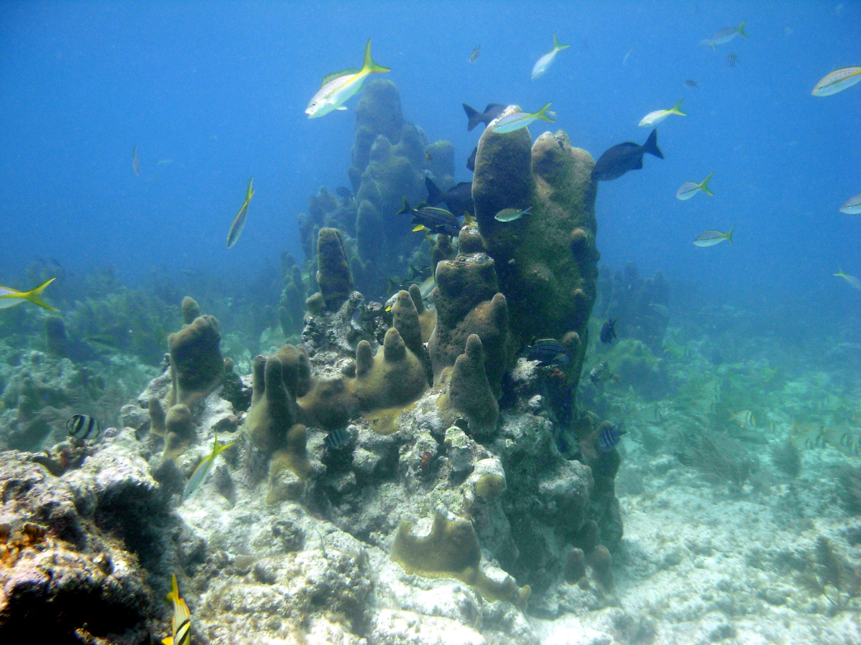 Pillar Coral