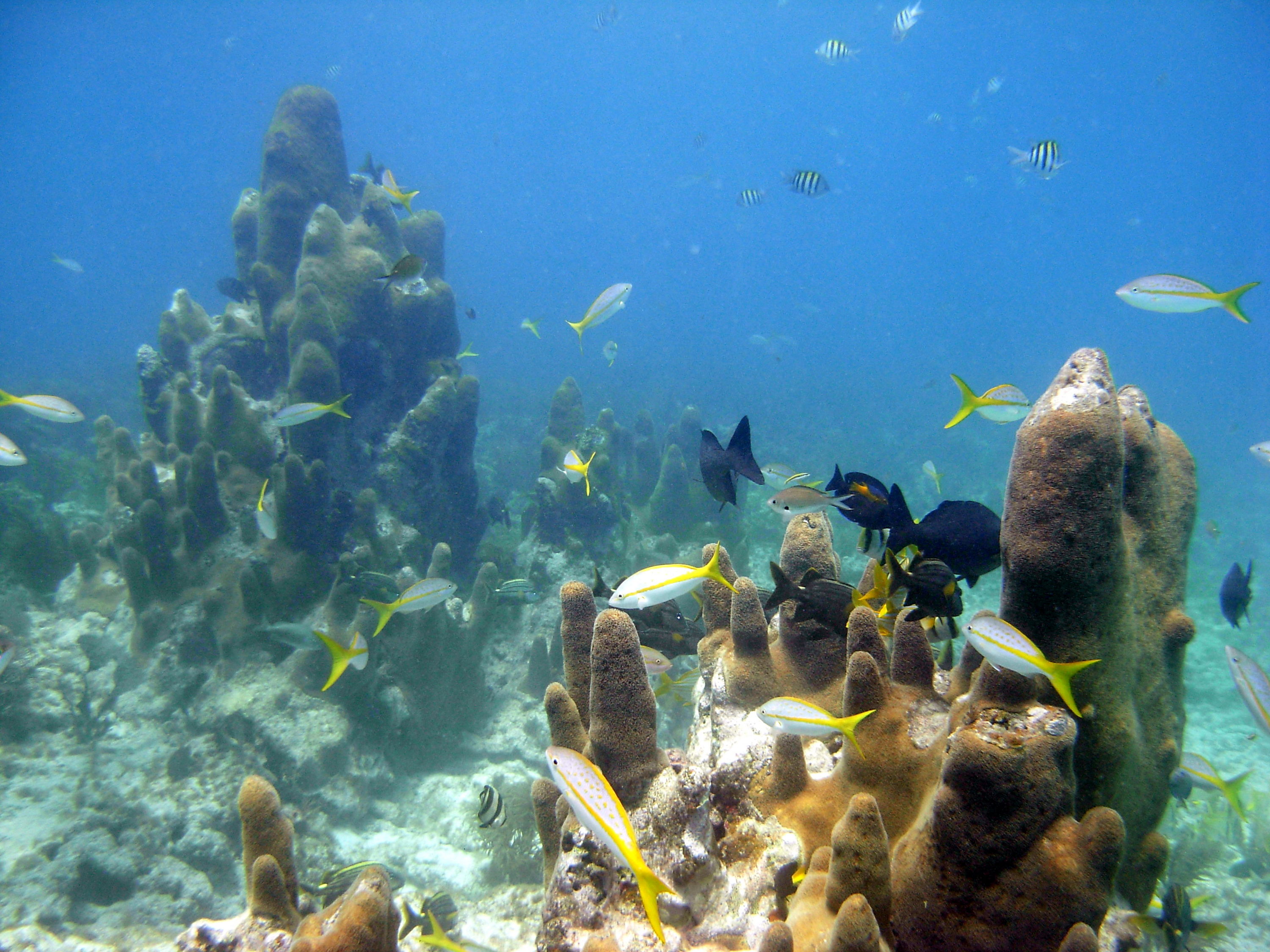 Pillar Coral