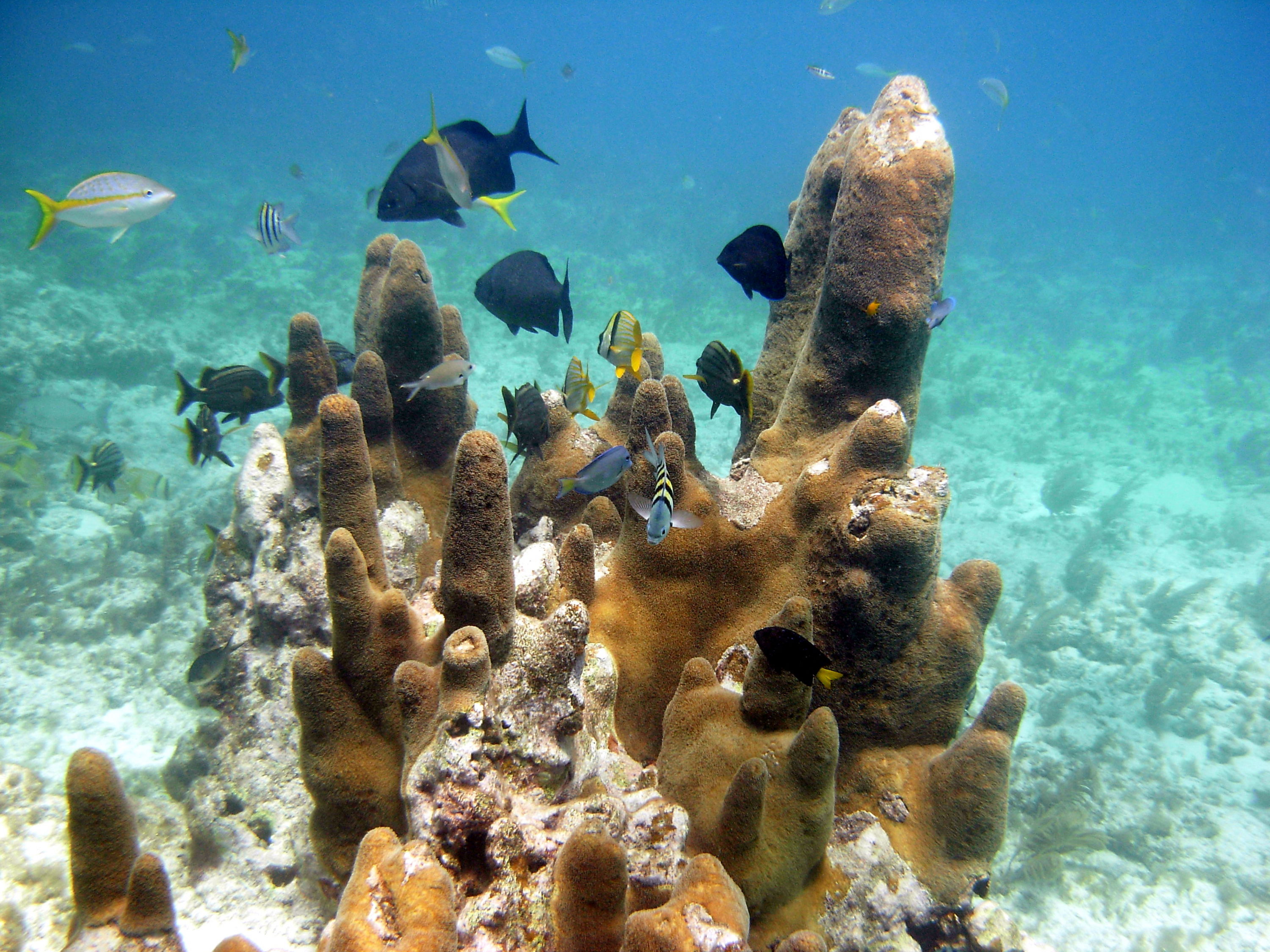 Pillar Coral