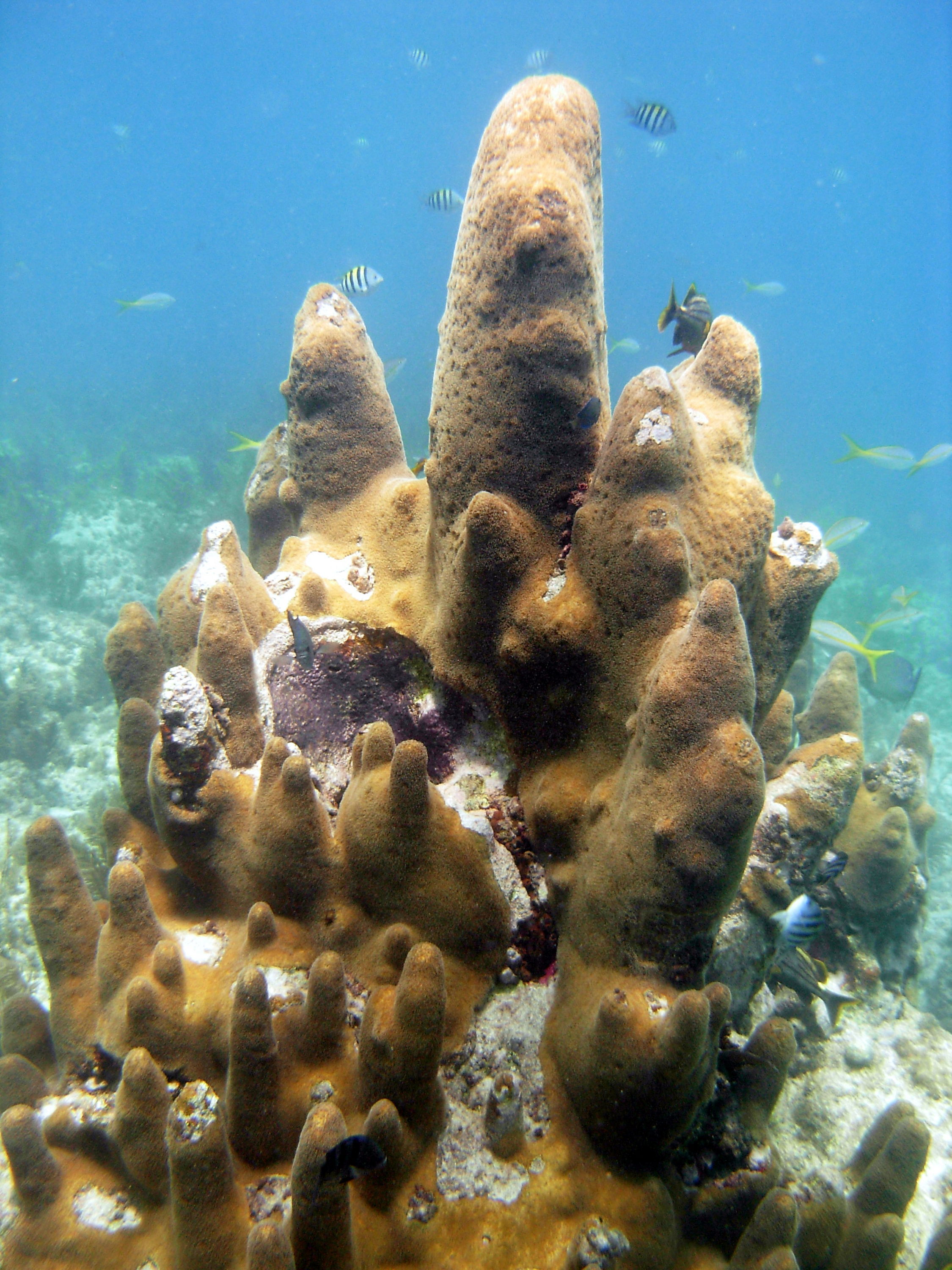 Pillar Coral