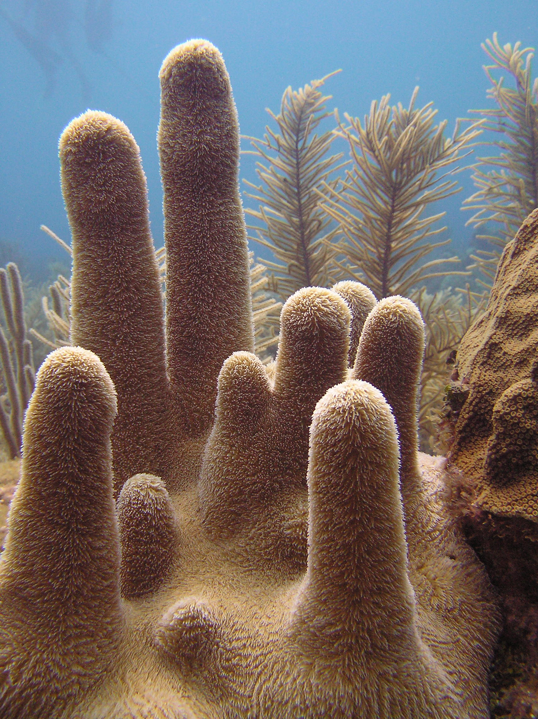 Pillar Coral