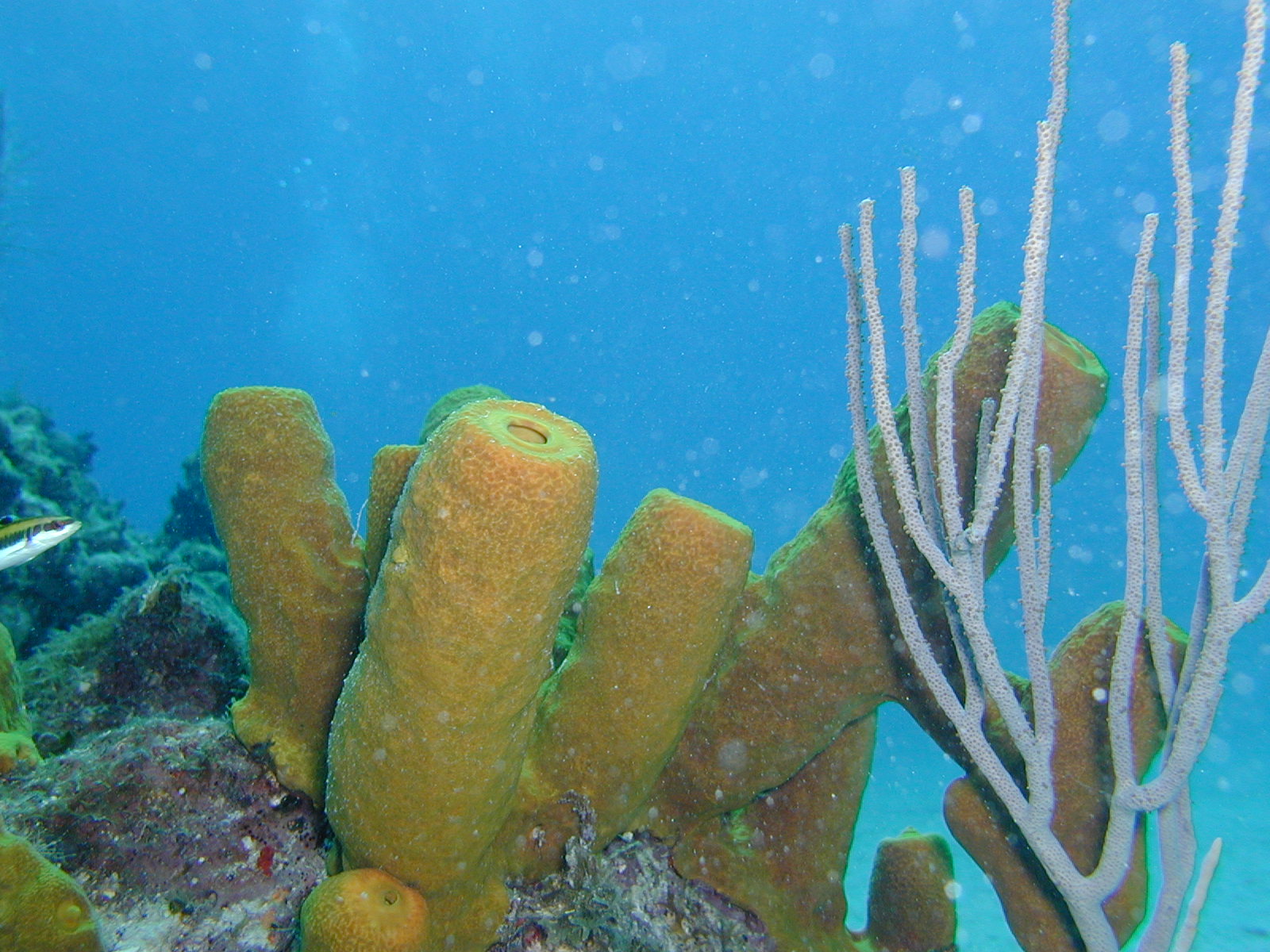 pillar coral
