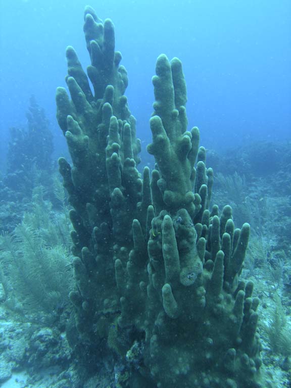 Pillar Coral