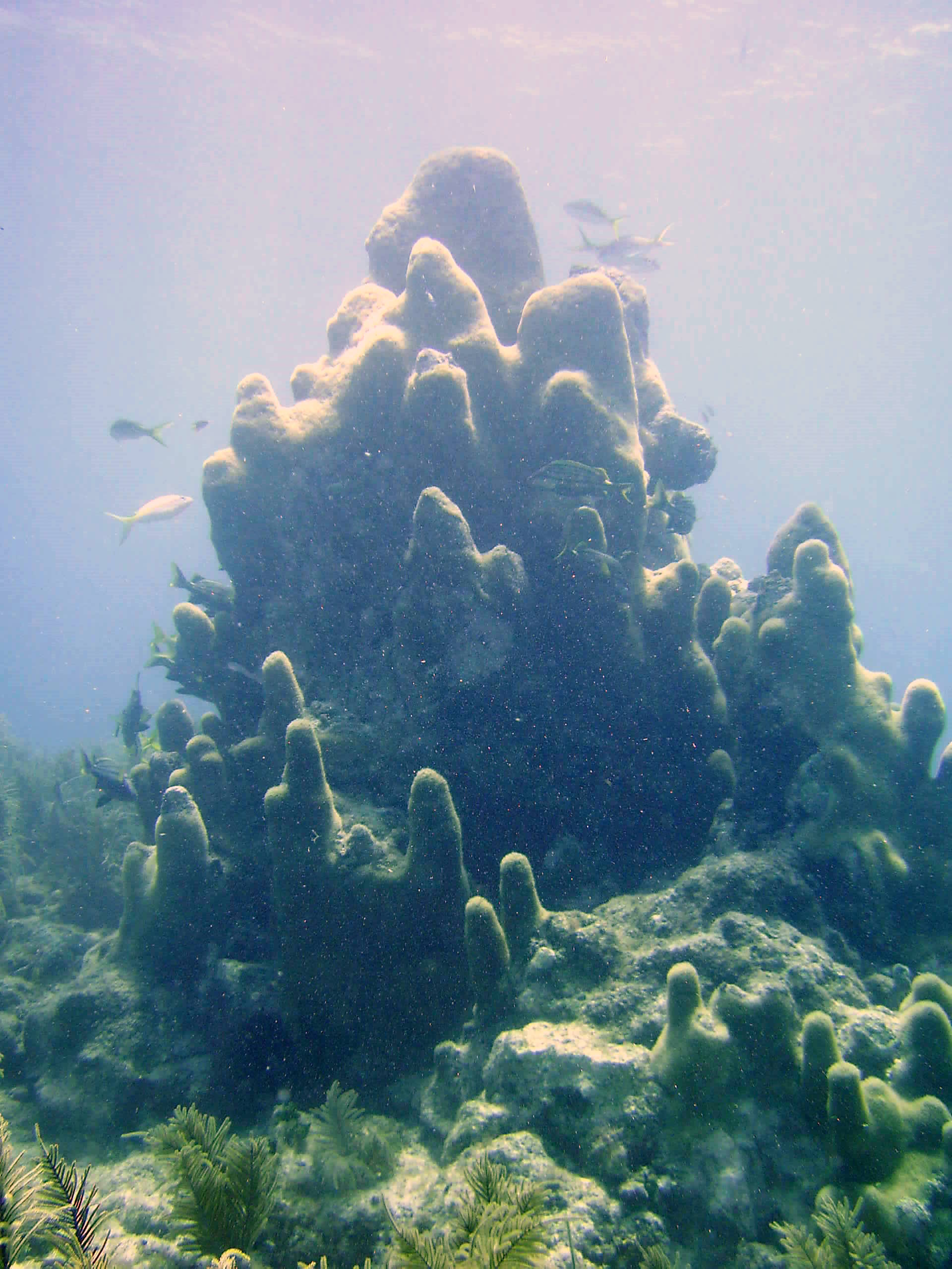 Pillar Coral