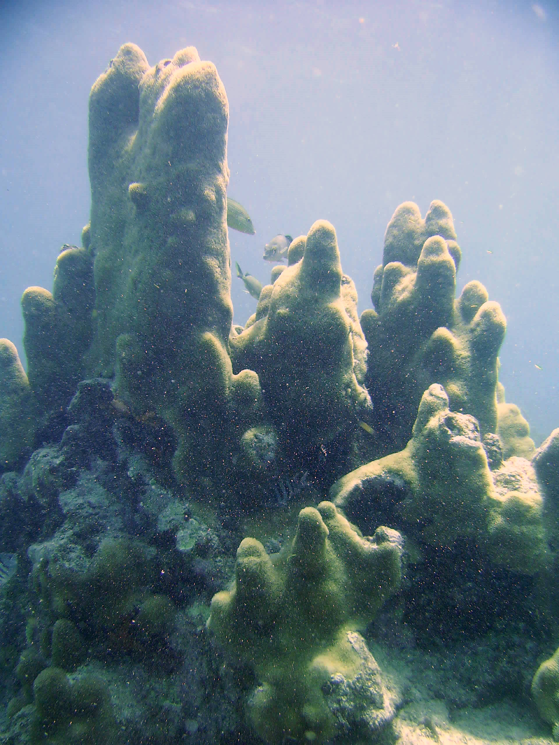 Pillar Coral