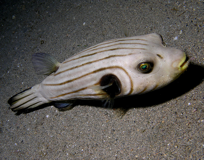 Pin stripe puffer