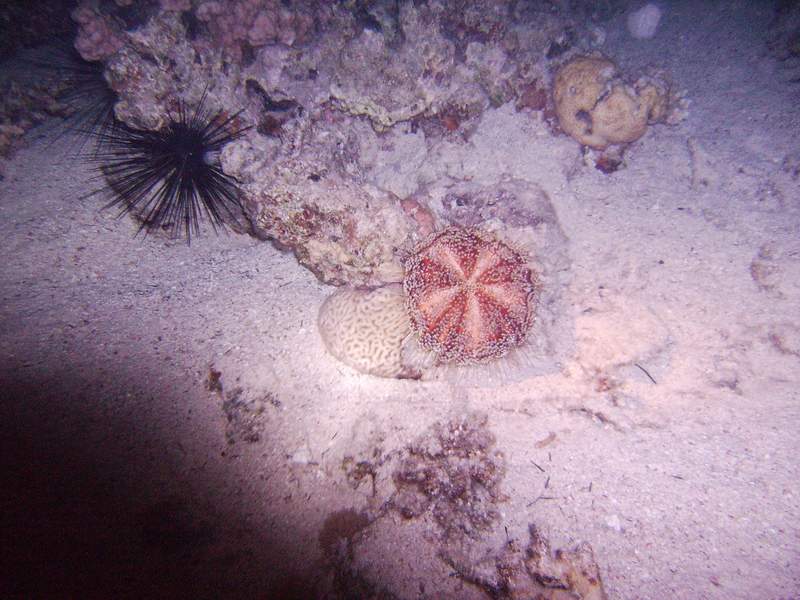 Pincushion urchin