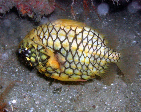 Pineapple Fish