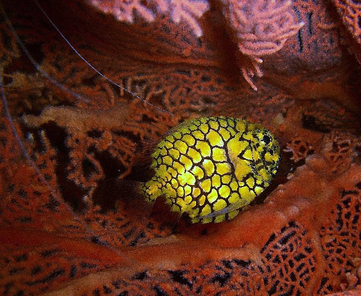 Pineapple fish