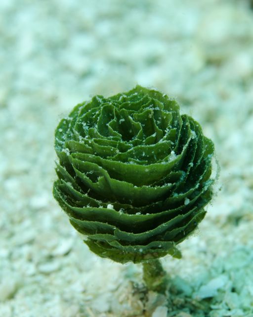 Pinecone Algae