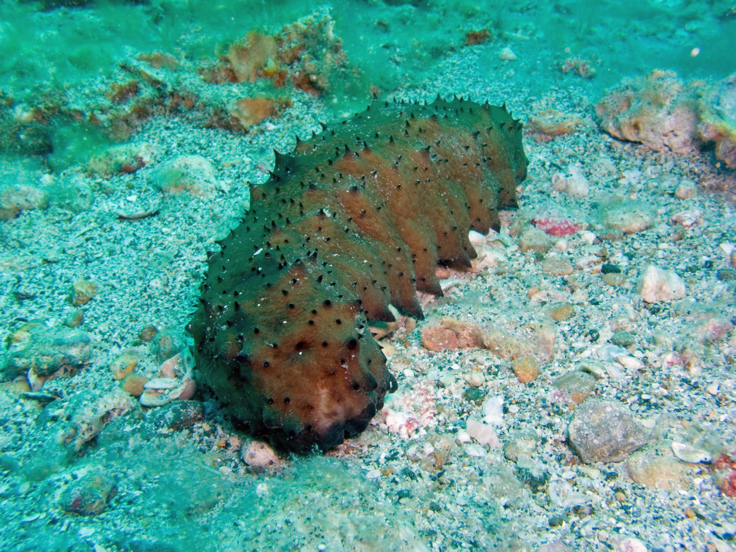 Pinellas county Florida reef system Army Tank  - Sea Cucumber 4/2006