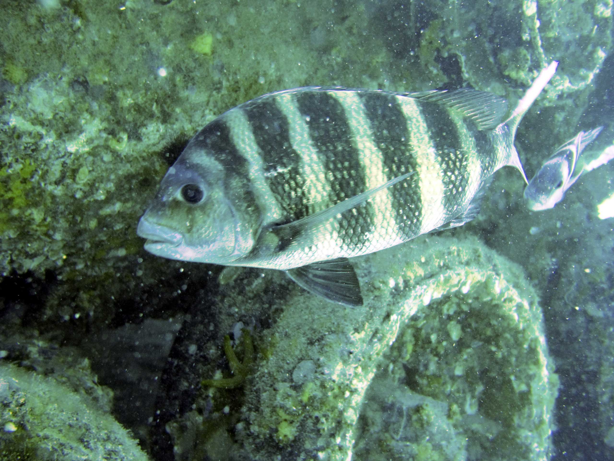 Pinellas county Florida reef system Army Tank  - Sheapshead 4/2006