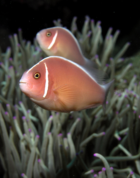 Pink Amemonefish