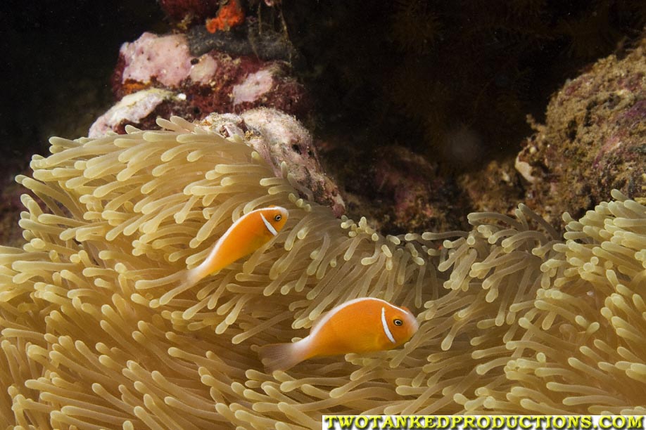 Pink  Anemone Fish Beqa Lagoon Fiji 07