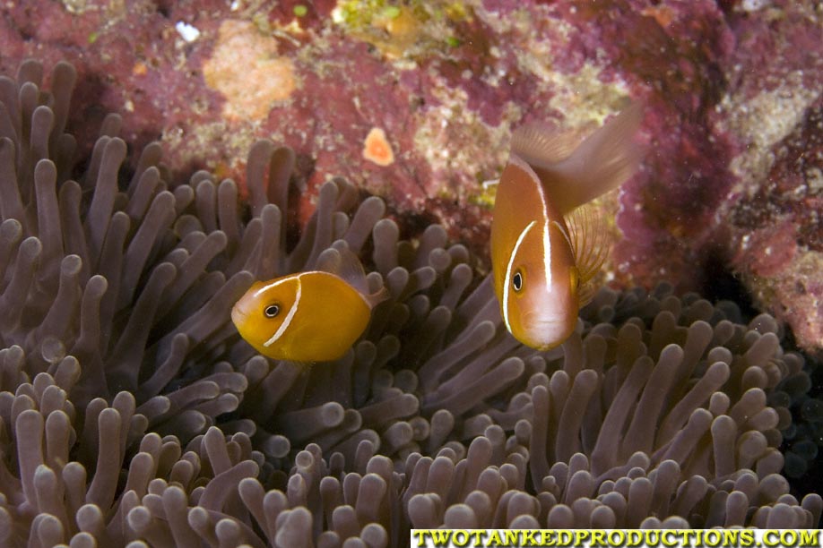 Pink  Anemone Fish Beqa Lagoon Fiji 07