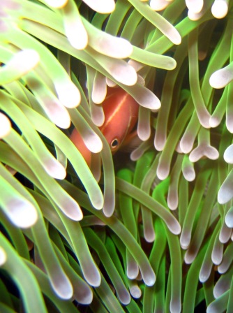 pink anemone fish