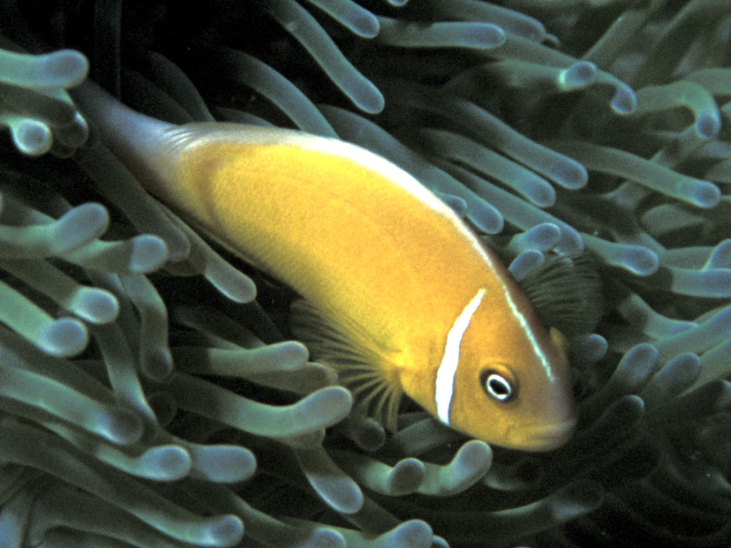 Pink Anemone Fish