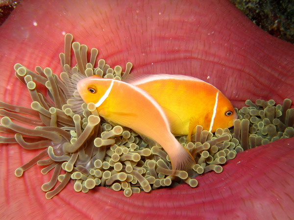 Pink Anemonefish in Anemone