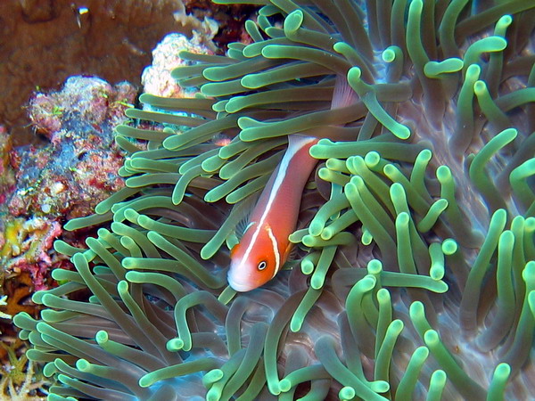 Pink Anemonefish in Green Anemone