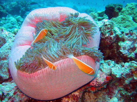 Pink Anemonefish with Large Anamone