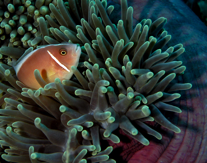 Pink Anemonefish