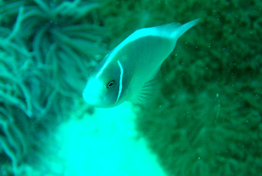 Pink Anemonefish