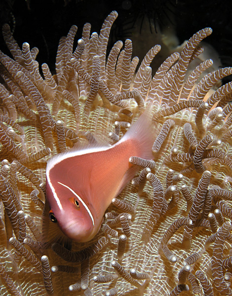 Pink Anemonefish