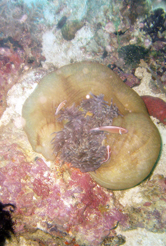 Pink Anemonefish