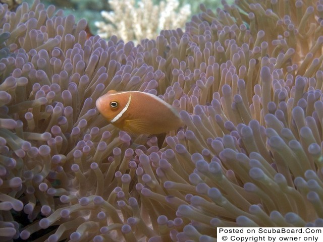 Pink Clownfish