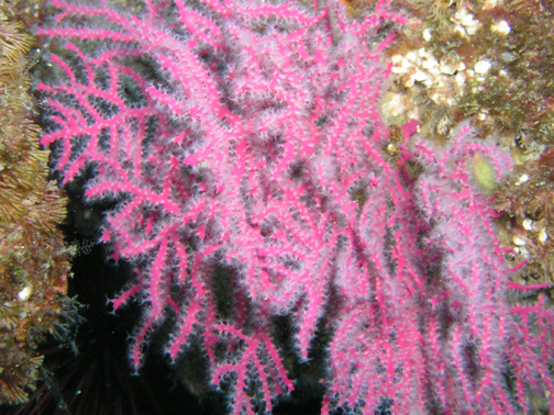 Pink Coral