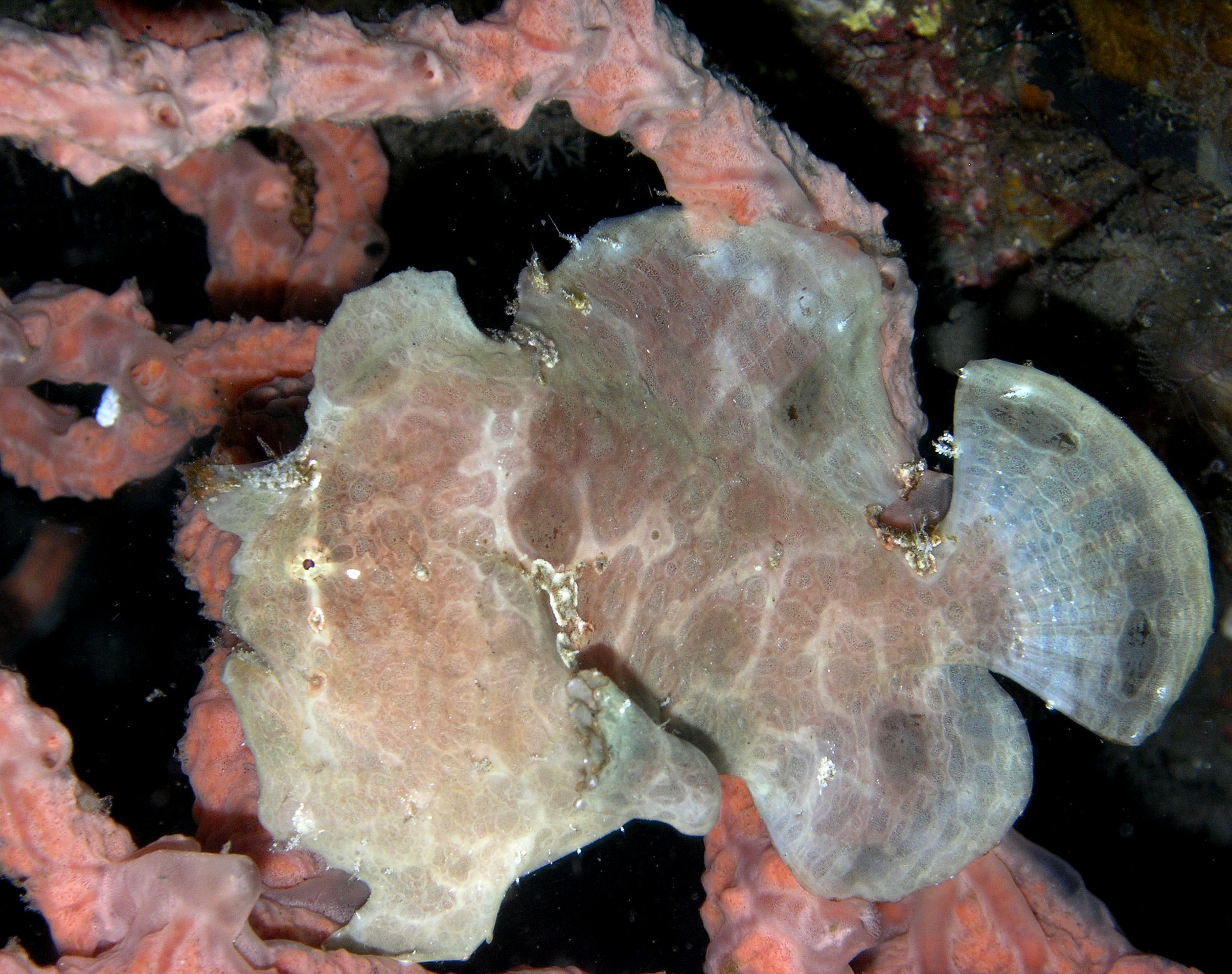 Pink Frogfish