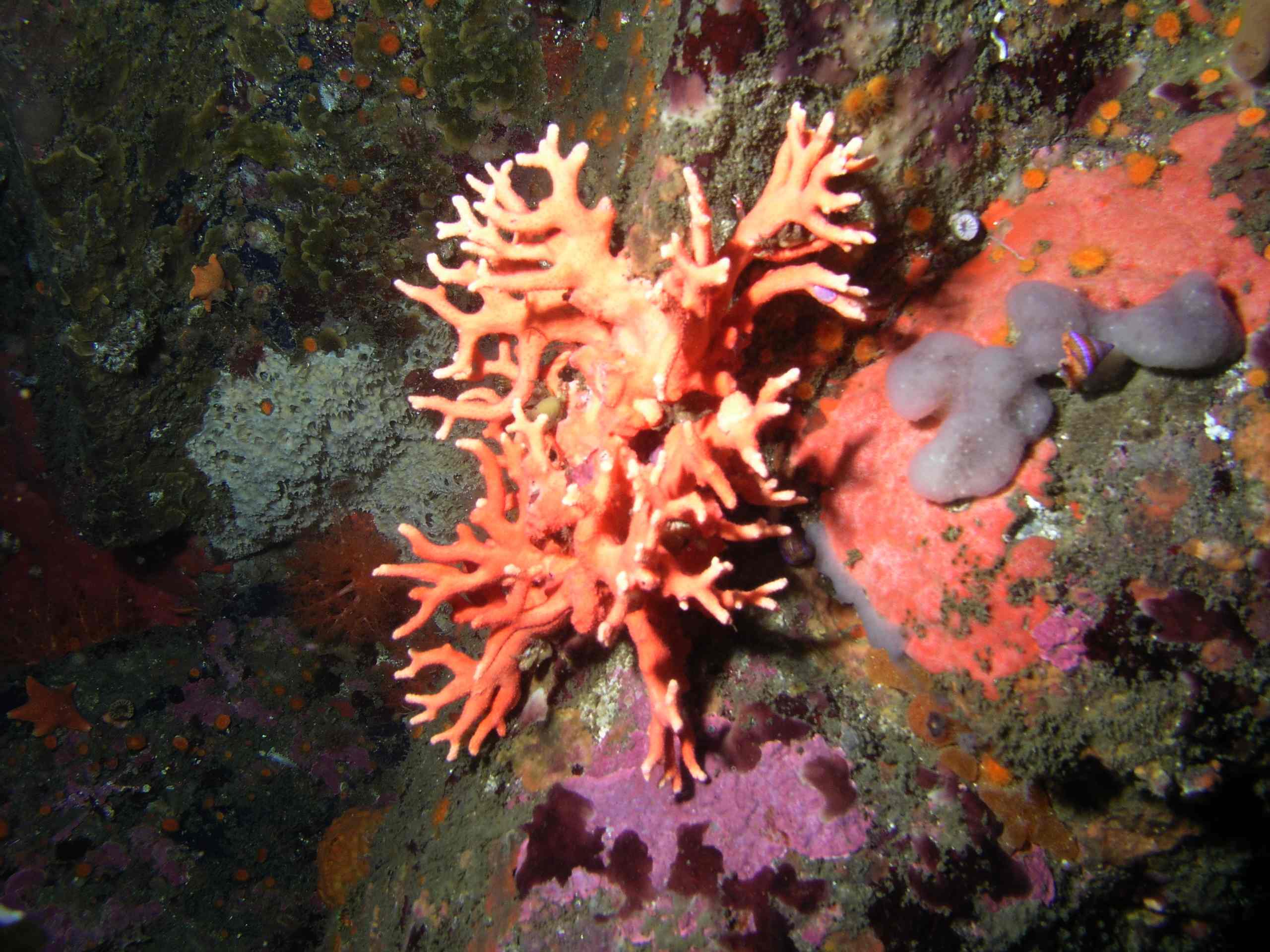 Pink Hydrocoral