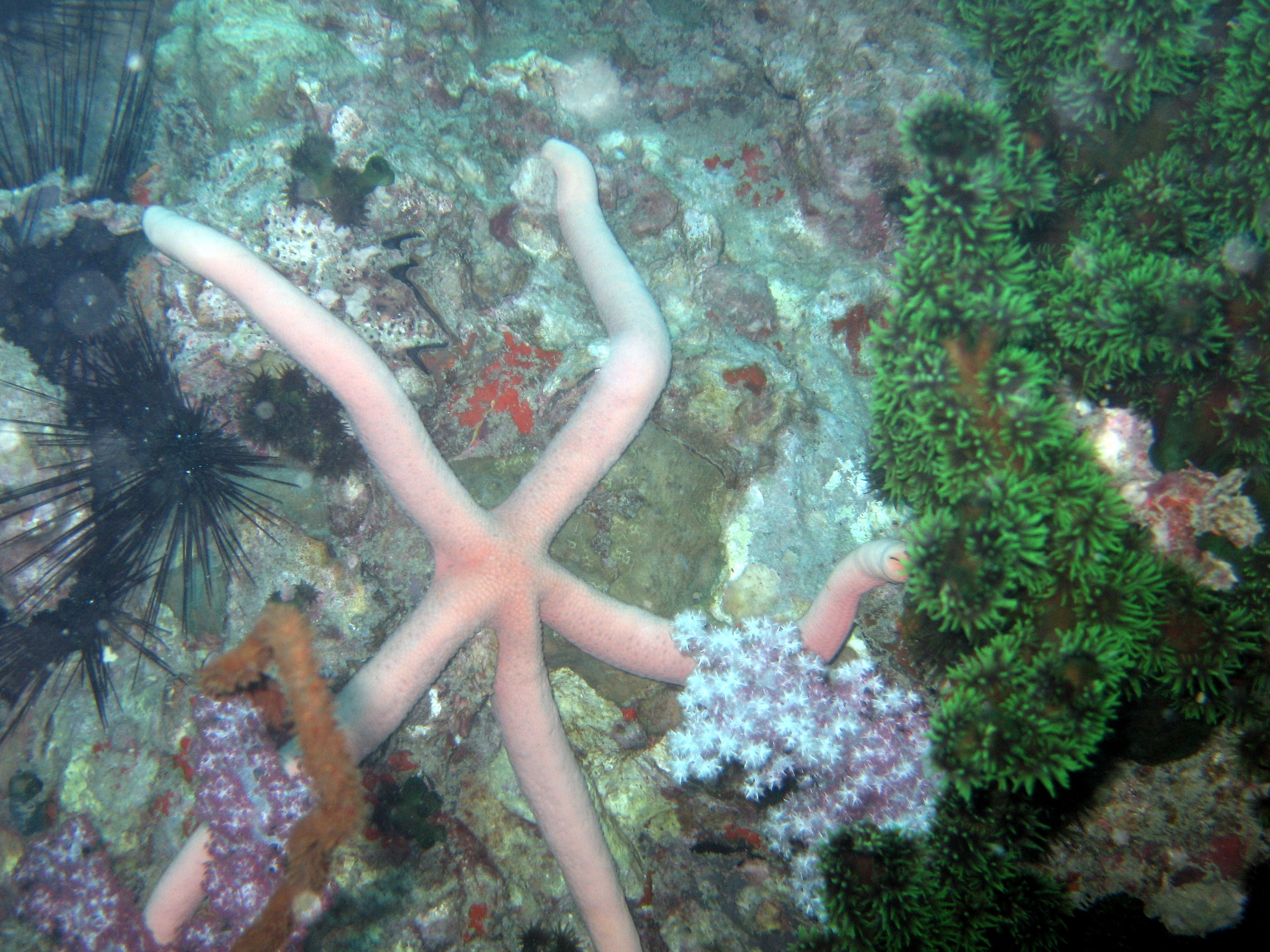 Pink sea star