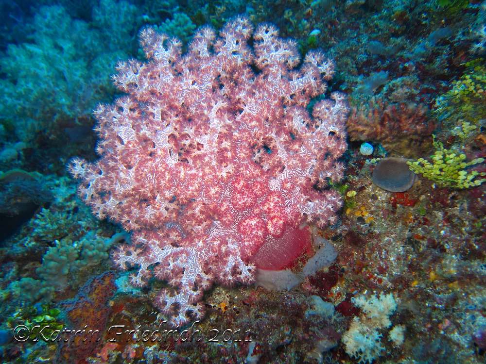 Pink soft corals