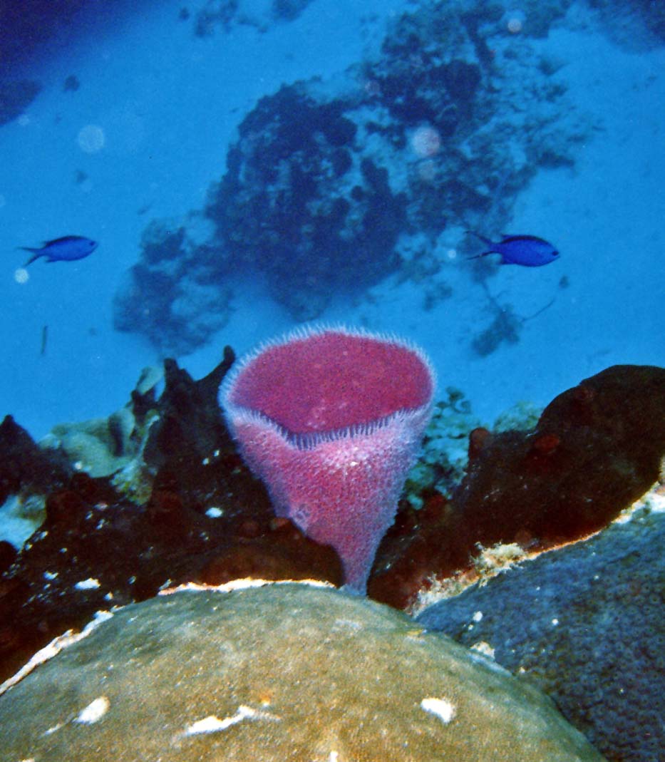 Pink Sponge