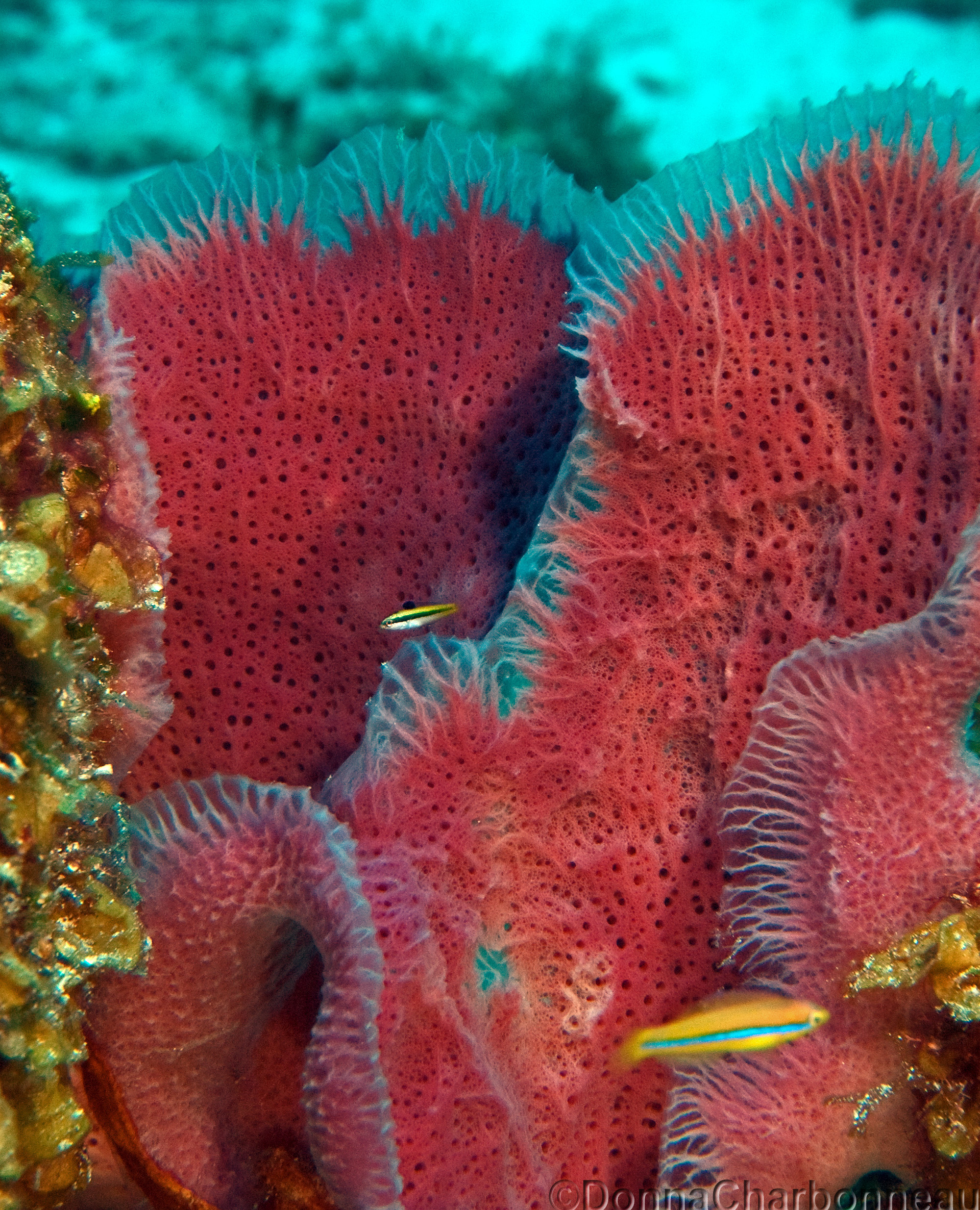 Pink Sponges