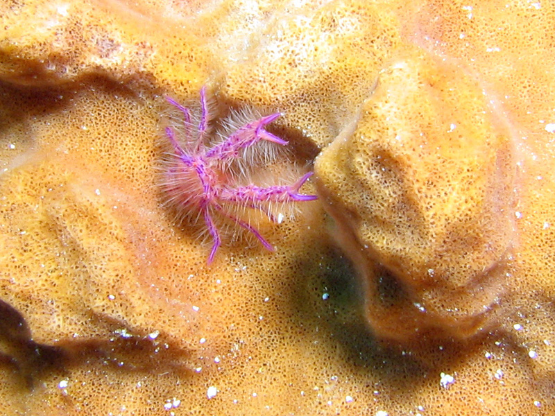 Pink Squat Lobster