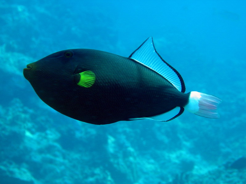 Pink Tail Triggerfish