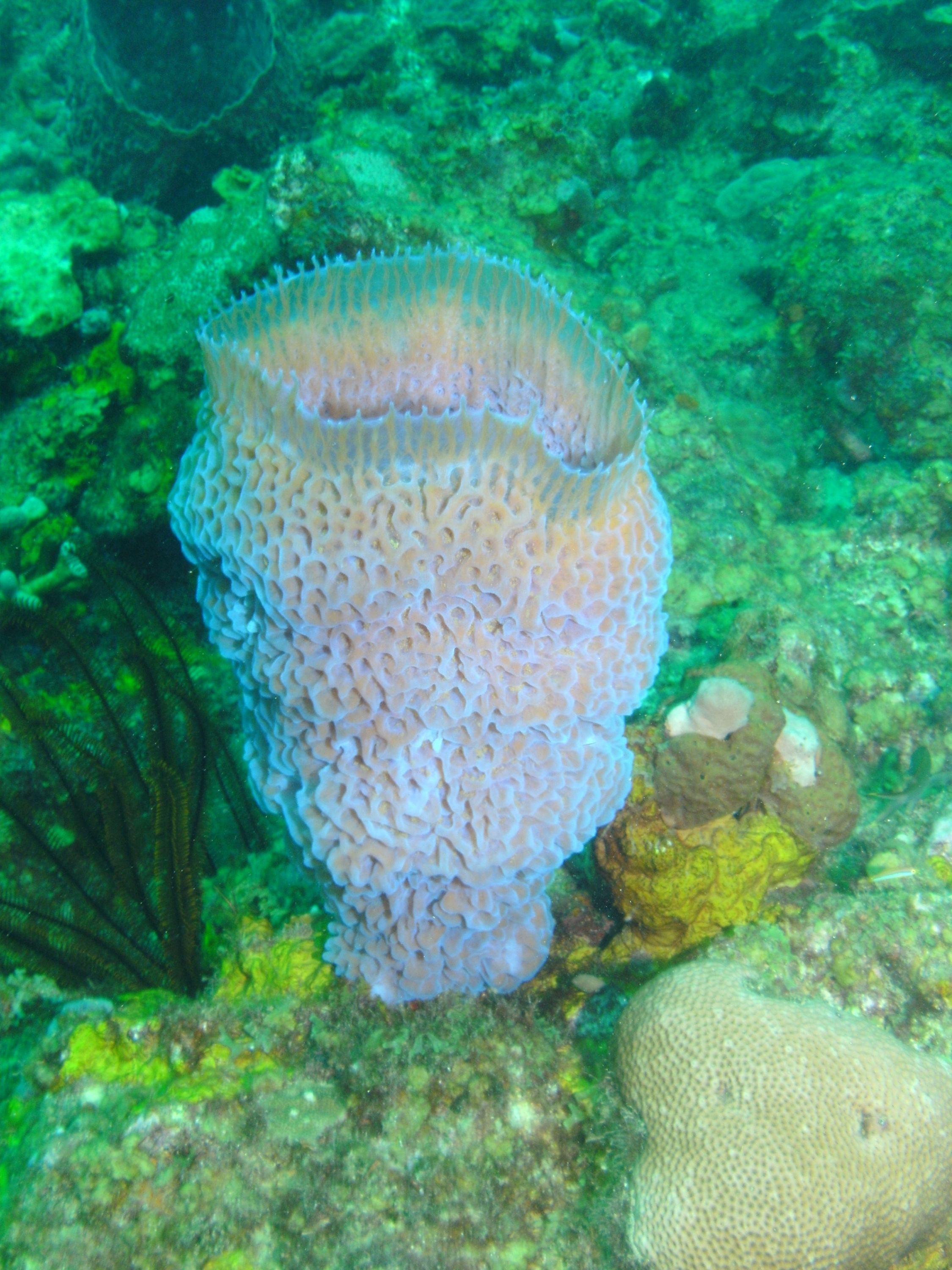 Pink Vase Sponge (niphates digitalis)