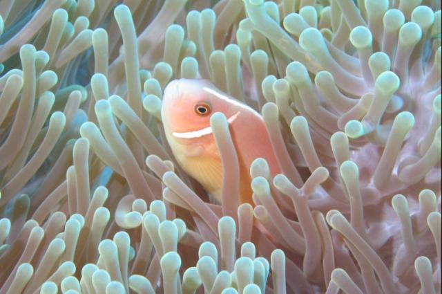 PINK_ANEMONEFISH