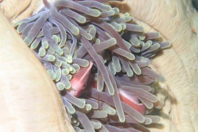 PINK_ANEMONEFISH2
