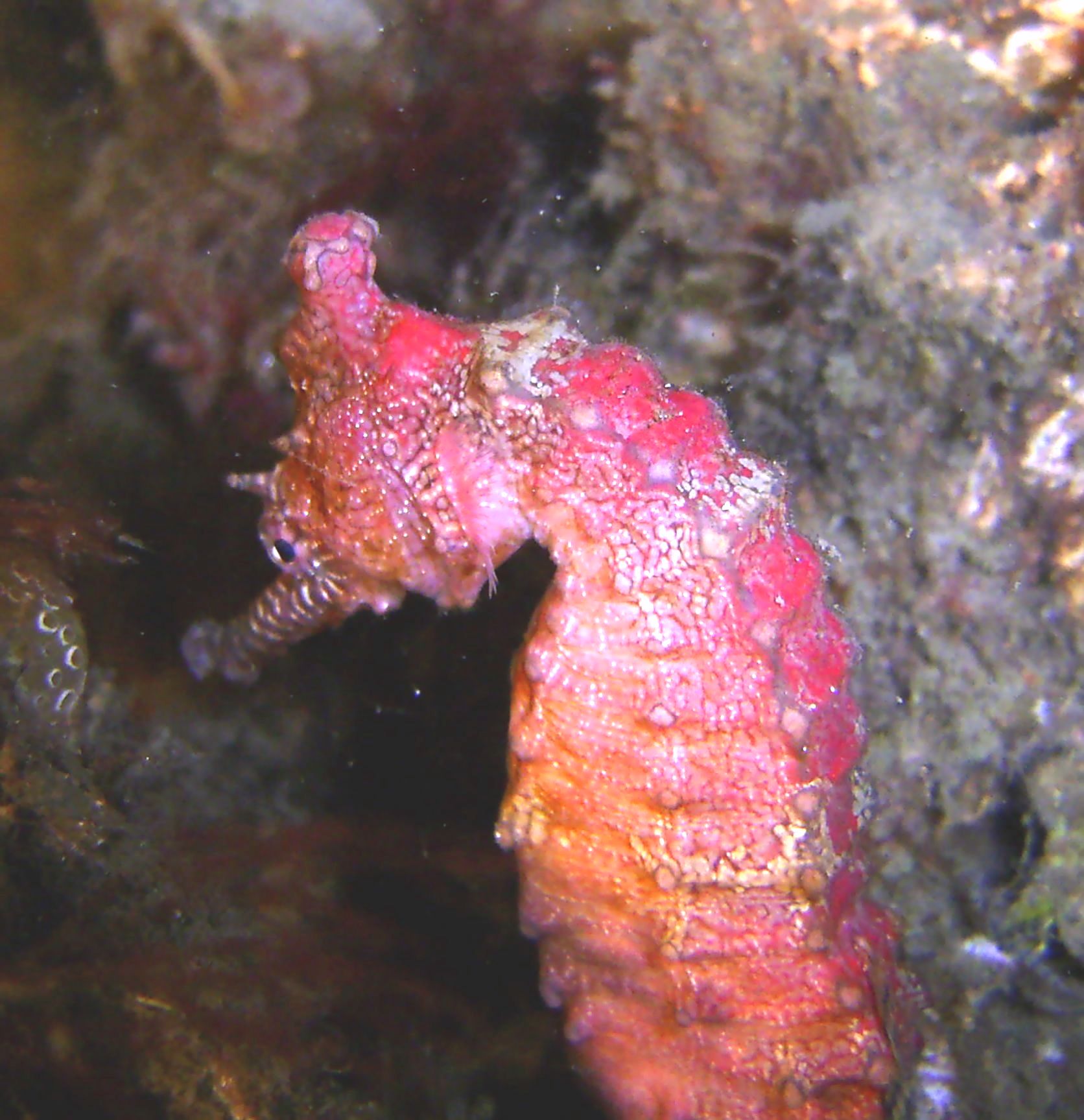 Pink_Sea_Horse