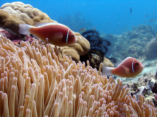 pinkanemonefish