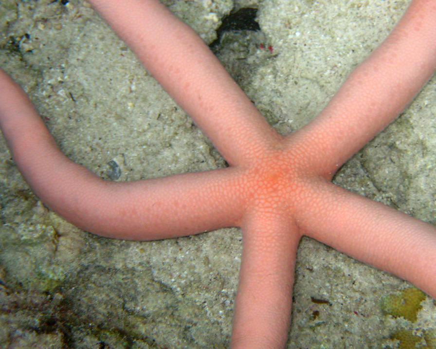 pinkstarfish01